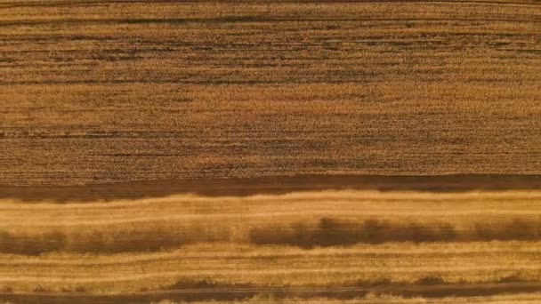 Aerial over view from a partially mown ripe wheat field. Panoramic movement over wheat. Agricultural production of bread in 4k resolution — Stock Video