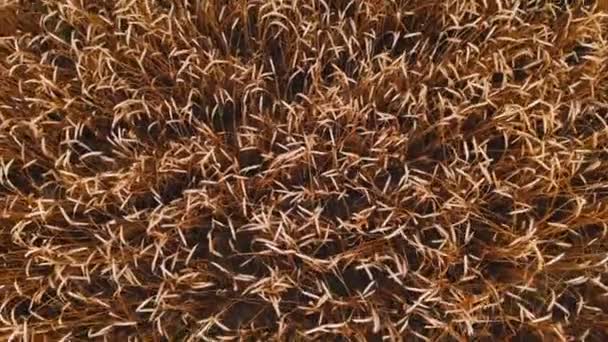 Aerial view from a ripe wheat field. top view over wheat, close-up of ears in 4k resolution — Stock Video