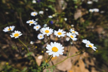 Güneşli bir günde zıt bir arka plan üzerinde vahşi papatya bir çalı yakın çekim. Şifalı bitkiler kavramı