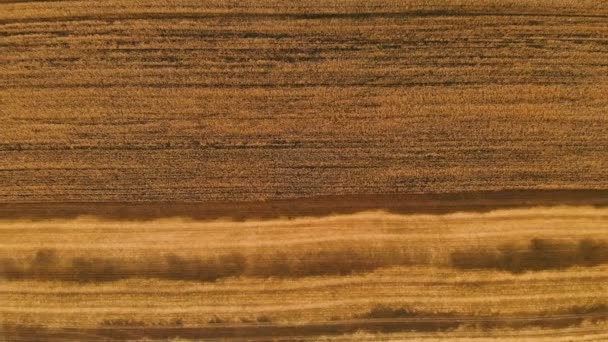 Aerial over view from a partially mown ripe wheat field. Panoramic movement over wheat. Agricultural production of bread in 4k resolution — Stock Video