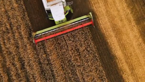 Detailní letecký pohled 4k rozlišení Moderní kombajn sbírá zralou pšenici a zanechává za sebou oblak prachu na pšeničném poli. Pohled shora — Stock video
