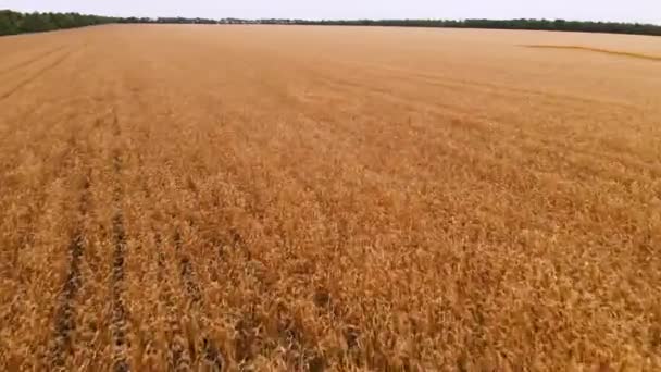 Vista aérea de um campo de trigo maduro. Movimento panorâmico sobre o trigo. Produção agrícola de pão em resolução 4k — Vídeo de Stock