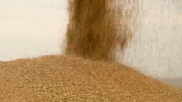 Close-up of a steady stream of wheat grain waking up into a large open-air mound. Bread production and wheat extraction. Harvesting grain crops. Wheat sifting cleaning — Stock Video