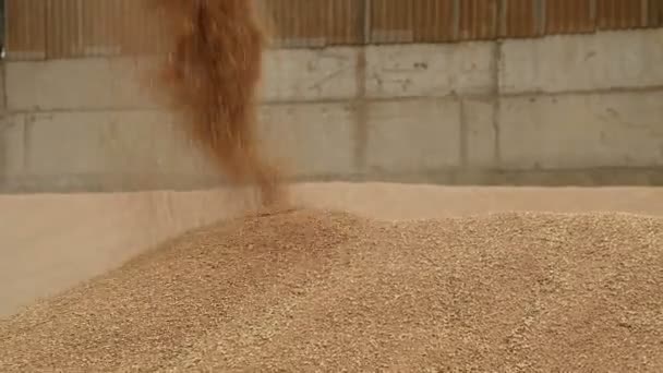 Primer plano de una corriente constante de grano de trigo que se despierta en un gran montículo al aire libre. Producción de pan y extracción de trigo. Cosechando granos. Limpieza de tamizado de trigo — Vídeos de Stock