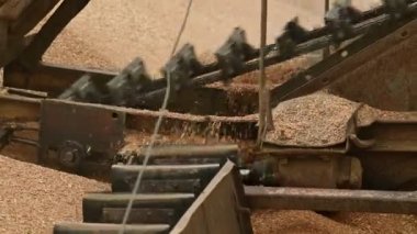 Açık gökyüzü altında buğday tahıl taşıma makinesinin mekanizması closeup. Ekmek üretimi ve buğday çıkarma. Tahıl bitkileri hasat. Tarım ve tarımsal kompleks konsepti