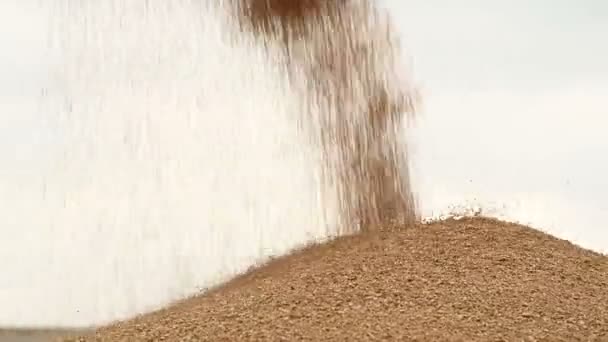 Close-up de um fluxo constante de grãos de trigo acordando em um grande monte ao ar livre. Produção de pão e extração de trigo. Colheita de cereais. Limpeza de peneiramento de trigo — Vídeo de Stock