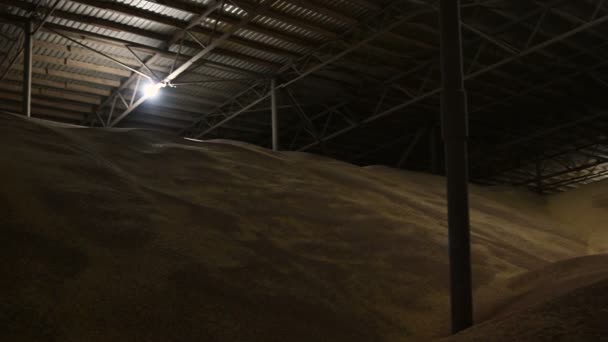 Panorama del hangar para almacenar grano de trigo. Área de almacenamiento oscura cubierta Trigo. Tecla baja — Vídeos de Stock