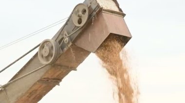 Bir kombine veya sıralama makinesinden bir yük kabı veya depolama içine buğday tahıl sabit bir akış ayrıntılı görünümü. Ekmek üretimi ve buğday çıkarma. Tahıl hasat