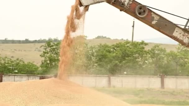 Demostración de un flujo constante de grano de trigo de una máquina combinadora o clasificadora en un contenedor de carga o almacenamiento al aire libre. Producción de pan y extracción de trigo. Cosecha de granos — Vídeo de stock