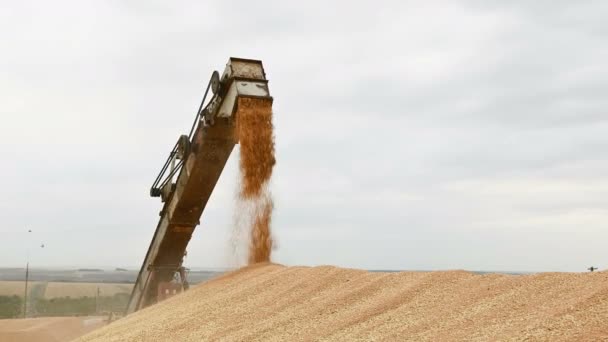 Demonstration of a steady stream of wheat grain from a combine or sorting machine into a cargo container or open-air storage. Bread production and wheat extraction. Grain Harvesting — Stock Video