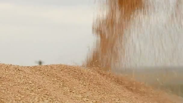 Primer plano de una corriente constante de grano de trigo que se despierta en un gran montículo al aire libre. Producción de pan y extracción de trigo. Cosechando granos. Limpieza de tamizado de trigo — Vídeos de Stock