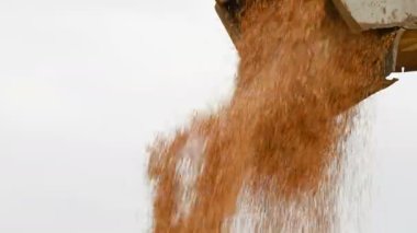 Bir kombine veya sıralama makinesinden bir yük kabı veya depolama içine buğday tahıl sabit bir akış ayrıntılı görünümü. Ekmek üretimi ve buğday çıkarma. Tahıl hasat