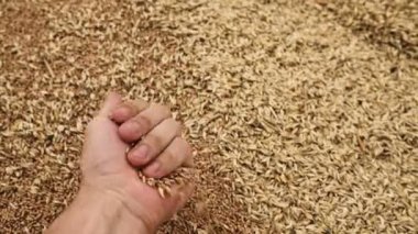 Yakından birinci şahıs görünümü. Erkek çiftçi buğday ıstıraba kılcal damar tanelerini avucunun içine alır. Dokunmatik dökün alın