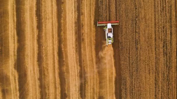 Современный комбайн собирает спелую пшеницу, оставляя за собой облако пыли на пшеничном поле. Вид сверху — стоковое видео
