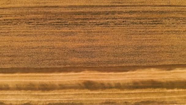 Antena nad widokiem z częściowo skoszonej dojrzałego pola pszenicy. Panoramiczny ruch nad pszenicą. Produkcja rolna chleba w rozdzielczości 4K — Wideo stockowe