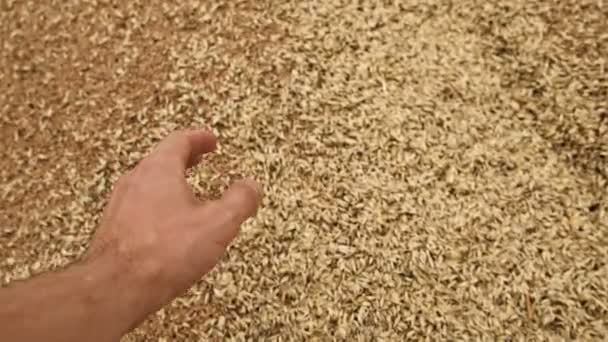 Вид от первого лица крупным планом. Мужчина фермер пшеницы берет в ладонь зерна капилляра из кучи. Прикасайтесь к делу — стоковое видео
