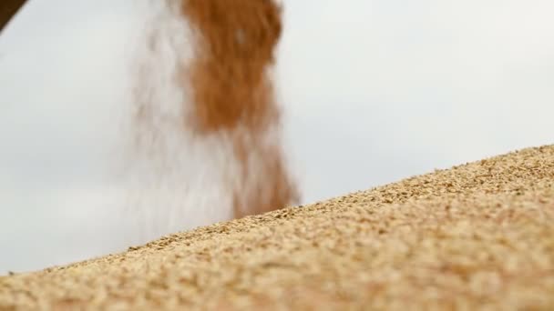 Nahaufnahme eines stetigen Stroms von Weizenkörnern, der zu einem großen Freilufthügel aufwacht. Brotproduktion und Weizengewinnung. Getreideernte. Weizen sieben Reinigung — Stockvideo