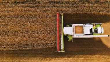 Yakın çekim Aerial view 4k çözünürlüklü modern biçerdöver, olgun buğday topluyor ve bir buğday tarlasında toz bulutu bırakıyor. Yukarıdan görüntüle