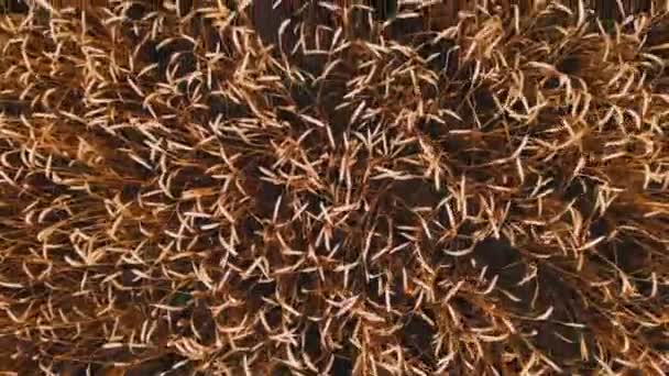 Aerial view from a ripe wheat field. top view over wheat, close-up of ears in 4k resolution — Stock Video
