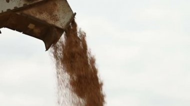 Bir kombine veya sıralama makinesinden bir yük kabı veya depolama içine buğday tahıl sabit bir akış ayrıntılı görünümü. Ekmek üretimi ve buğday çıkarma. Tahıl hasat