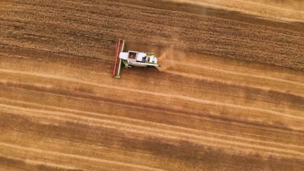 Letecký pohled sklizeň pšenice v létě. Sklízáci pracující v terénu. Zalij sklízecí stroj, který sbírá zlatou zralou pšenici na poli. Pohled shora. Pohled z dronu — Stock video