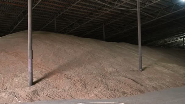 Panorama del hangar para almacenar grano de trigo. Área de almacenamiento oscura cubierta Trigo. Tecla baja — Vídeo de stock