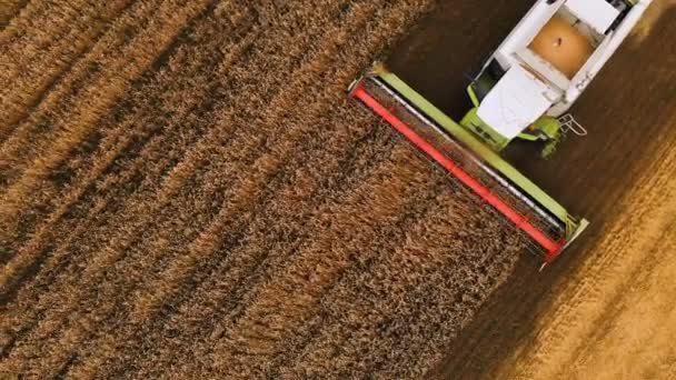 Nahaufnahme Luftaufnahme 4k Auflösung Moderne Mähdrescher sammelt reifen Weizen und hinterlässt eine Staubwolke auf einem Weizenfeld. Blick von oben — Stockvideo