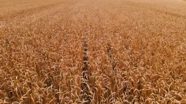 Aerial view from a ripe wheat field. Panoramic movement over wheat. Agricultural production of bread in 4k resolution — Stock Video