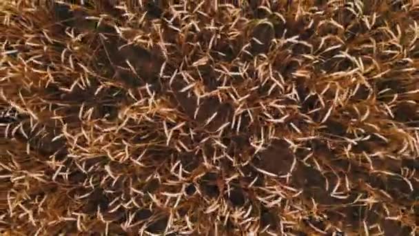 잘 익은 밀 밭에서 공중 보기. 밀 위에 상단보기, 4K 해상도의 귀 클로즈업 — 비디오