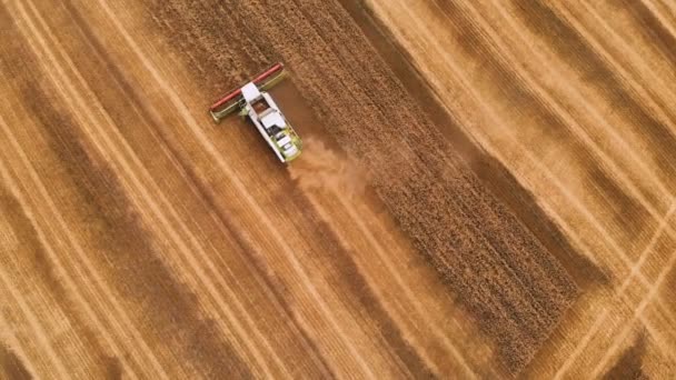 Ein moderner Mähdrescher mit 4k-Auflösung sammelt reifen Weizen ein und hinterlässt eine Staubwolke auf einem Weizenfeld. Blick von oben — Stockvideo