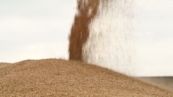 Close-up de um fluxo constante de grãos de trigo acordando em um grande monte ao ar livre. Produção de pão e extração de trigo. Colheita de cereais. Limpeza de peneiramento de trigo — Vídeo de Stock