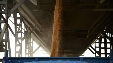 Buğday tanelerini yavaş çekimde yükleme. Tahıl lı buğdayı bir tahıl hunisinden yarı römorkta hasat etmek. Yavaş çekimde tahıl ve buğday hasadı konsepti