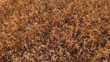 Olgun bir buğday tarlası hava görünümü. Buğday üzerinde panoramik hareket. 4k çözünürlükte ekmek tarımsal üretimi