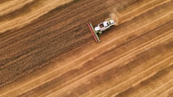 Letecký výhled 4k usnesení moderní sklízecí komik sbírá zralou pšenici, která odchází za mrakem prachu v pšeničném poli. Pohled shora — Stock video