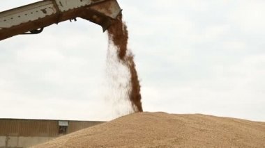 Bir kombine veya sıralama makinesinden bir kargo kabı veya açık hava depolama içine buğday tahılının sabit bir akış gösterimi. Ekmek üretimi ve buğday çıkarma. Tahıl hasat