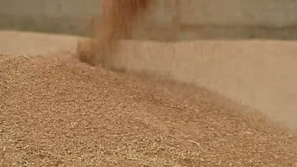 Close-up de um fluxo constante de grãos de trigo acordando em um grande monte ao ar livre. Produção de pão e extração de trigo. Colheita de cereais. Limpeza de peneiramento de trigo — Vídeo de Stock