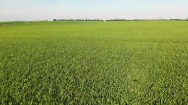 Peyzaj yeşil buğday veya mısır tarlası. Yaz tarım alanı sahnesi. Tarım alanında yetişen buğdayın havadan görünümü