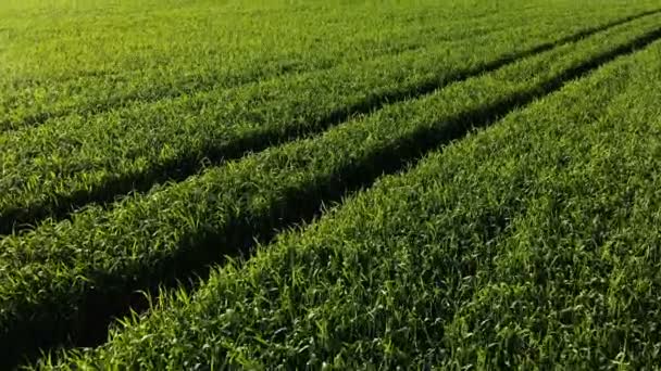 Пейзаж зеленой пшеницы или кукурузного поля. Летняя сельскохозяйственная сцена. Вид с воздуха на выращивание пшеницы на сельскохозяйственном поле — стоковое видео