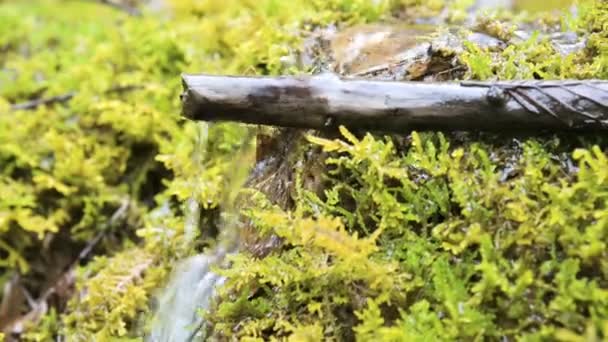 Γκρο πλαν. Σταγόνες νερού που στάζει από ένα ξύλινο ξηρό ραβδί που περιβάλλεται από βρύα — Αρχείο Βίντεο