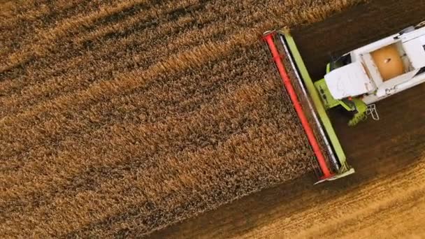 Close-up Aerial view Harvesting of wheat in summer. Harvesters working in the field. Combine harvester agricultural machine collecting golden ripe wheat on the field. View from above. View from drone — Stock Video