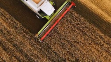Yakın çekim Aerial view 4k çözünürlüklü modern biçerdöver, olgun buğday topluyor ve bir buğday tarlasında toz bulutu bırakıyor. Yukarıdan görüntüle