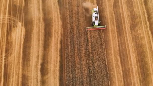 Luchtfoto 4k-resolutie modern combineren Harvester verzamelt rijp tarwe die achter een wolk van stof in een tarwe veld achterblijven. Uitzicht vanaf boven — Stockvideo