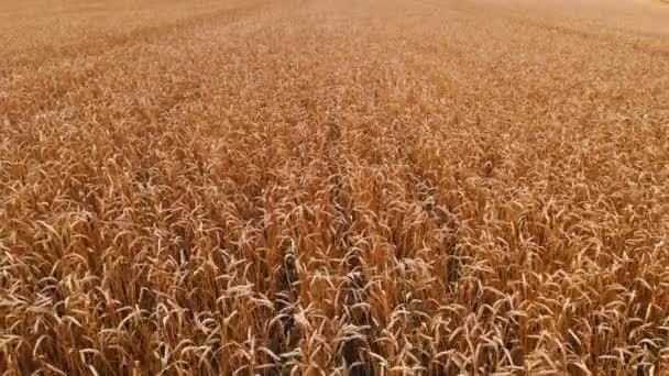 Vista aérea desde un campo de trigo maduro. Movimiento panorámico sobre el trigo. Producción agrícola de pan en resolución 4k — Vídeos de Stock