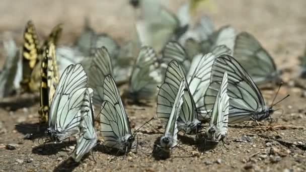 Nahaufnahme Zeitlupe Eine Gruppe von Schmetterlingen mit Cyanflügeln, die Nährstoffe aufnehmen und in bergigen Gebieten auf dem Boden kriechen. Eine Gruppe bunter Schmetterlinge in der Natur. — Stockvideo