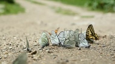 Yavaş çekimde, besinleri emen ve dağlık alanlarda sürünen bir grup kelebek. Doğada bir grup renkli kelebek.