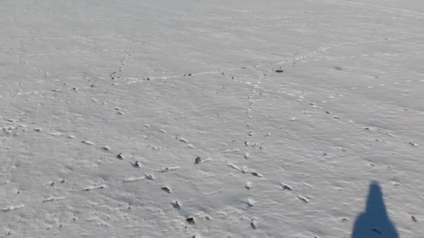 Ακολουθώντας τους άνδρες με τζιν και ζεστά παπούτσια περπατώντας στο γήπεδο χιονιού μια χειμωνιάτικη ηλιόλουστη μέρα. Εναέρια θέα από πάνω — Αρχείο Βίντεο