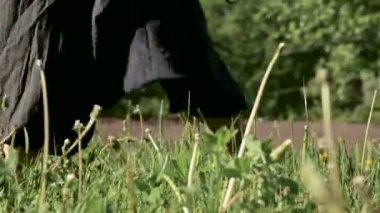 Çimenlerde pratik yapan bir adamın bacaklarının yakın çekim. Qigong egzersizleri çıplak ayak geçiş. Oryantal kültür 4k bir spor yaşam tarzı kavramı