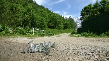 Yakın çekim yavaş çekim sinekler grubu siyan kanatları ile besinleri emici ve orman ve dağların fon karşı yerde sürünerek. Doğada renkli kelebekler bir grup