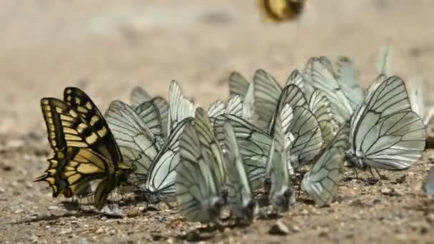 Nahaufnahme einer Gruppe von Schmetterlingen mit Cyanflügeln, die Nährstoffe aufnehmen und in bergigen Gebieten auf dem Boden kriechen. eine Gruppe bunter Schmetterlinge in der Natur. Einige Schmetterlinge fliegen — Stockvideo