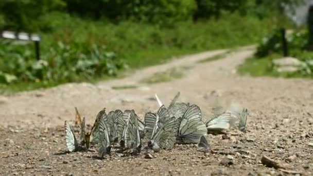 Gros plan Groupe de papillons aux ailes de cyan absorbant les nutriments et rampant au sol sur fond de forêt et de montagnes. Un groupe de papillons colorés dans la nature — Video